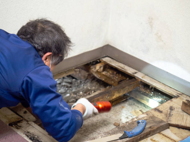 Best Professional Mold Removal  in Scenic Oaks, TX