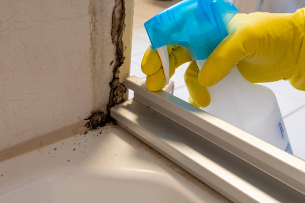 Attic Mold Removal in Scenic Oaks, TX