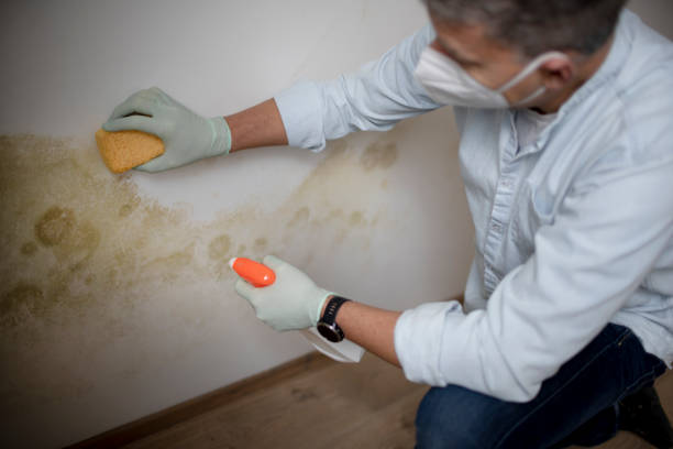 Best Mold Testing  in Scenic Oaks, TX
