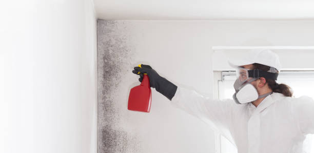 Best Mold Removal and Inspection  in Scenic Oaks, TX