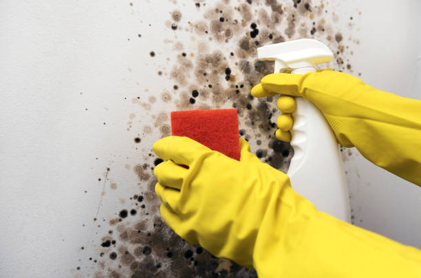 Best Attic Mold Removal  in Scenic Oaks, TX