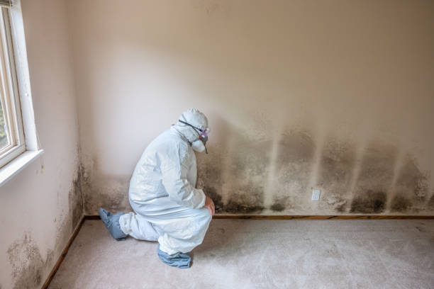 Best Mold Remediation Services  in Scenic Oaks, TX