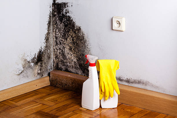 Best Emergency Mold Removal  in Scenic Oaks, TX