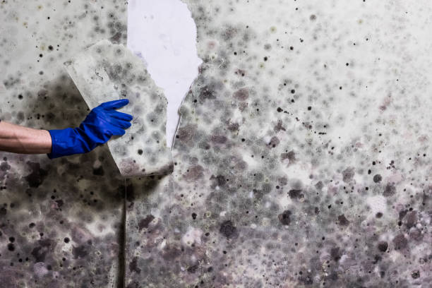Best Office Mold Removal Services  in Scenic Oaks, TX