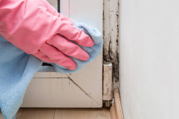 Best Professional Mold Removal  in Scenic Oaks, TX