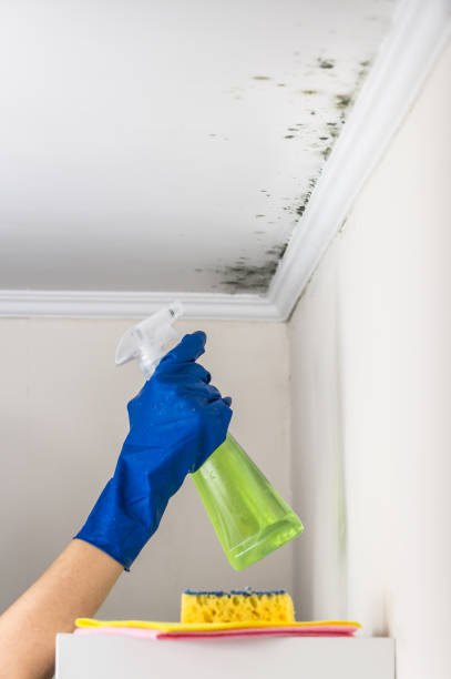 Best Commercial Mold Removal  in Scenic Oaks, TX