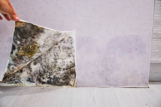 Best Mold Cleaning Services  in Scenic Oaks, TX